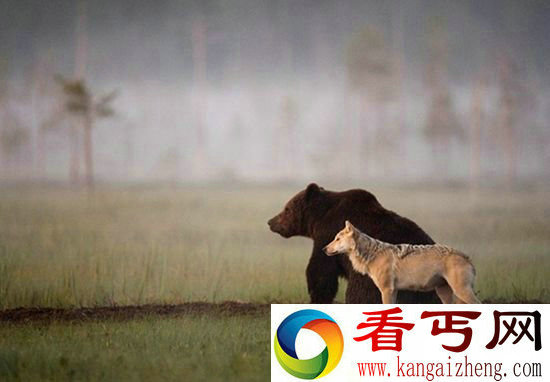灰狼与棕熊连续十晚同看日落 关系亲密成好朋友