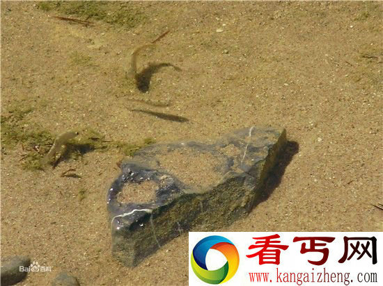 沙漠宠儿沙漠鱼 生存在茫茫沙漠之中