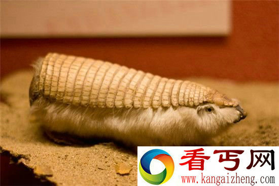 组图动物世界中奇葩动物大合集