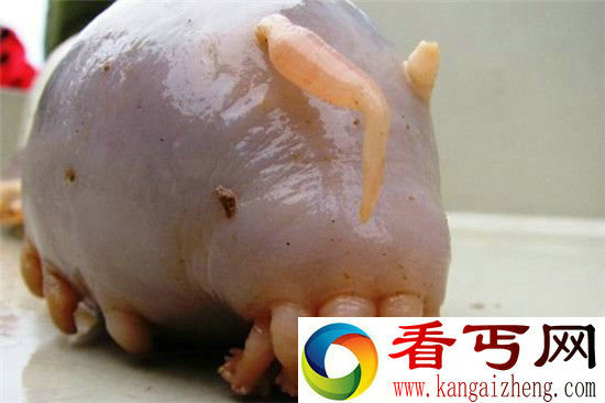 组图动物世界中奇葩动物大合集