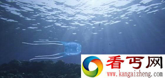 箱形水母Box Jellyfish
