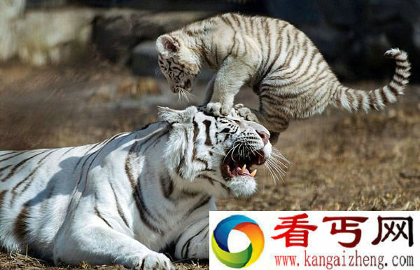 动物世界萌宝俄罗斯摄影师拍到白虎幼崽撒娇卖萌 