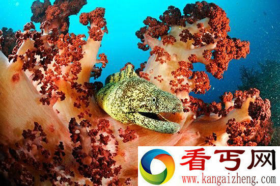 组图地球上神秘而美丽的海洋奇妙景色