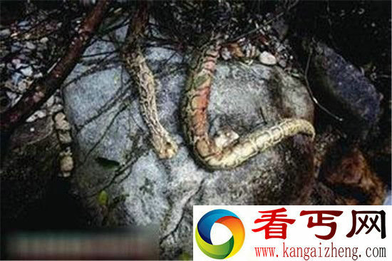 千年古墓挖出惊天巨蟒 千年大蛇竟是诅咒巨魔