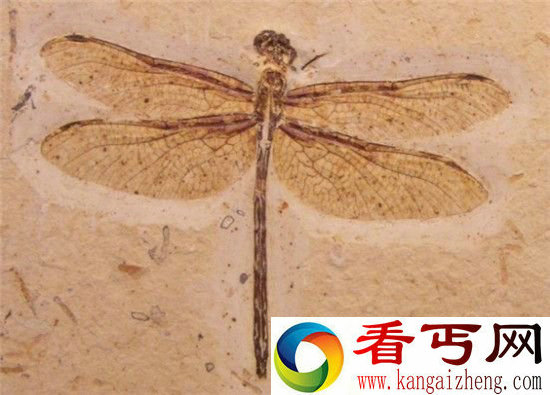 远古化石昆虫之美！被琥珀困住的蚊子