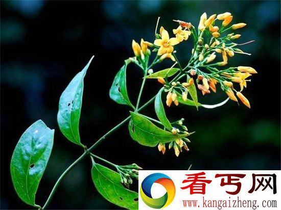 古代九大毒药 最毒者竟然是它？