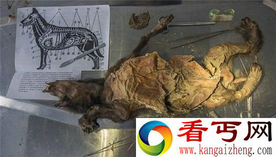 考古现12400年前木乃伊狗 或将克隆复活
