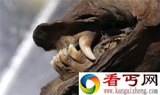 考古现12400年前木乃伊狗 或将克隆复活