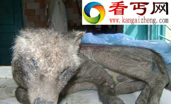 乌克兰发现神秘吸血怪兽长得像袋鼠又像狐狸