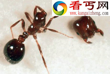 动物世界中的“僵尸” 死亡边缘迅速抽身