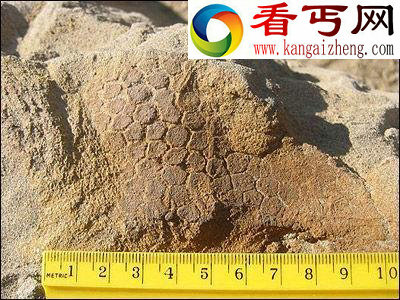 （图）研究称6500万年前火山喷射毒气致恐龙灭绝 