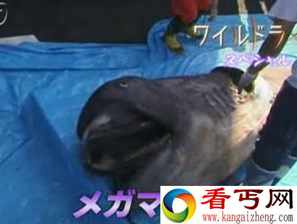 日本海域巨大奇特生物