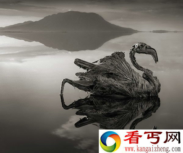 恐怖“纳特龙湖” 任何碰触到湖水的动物化为石头
