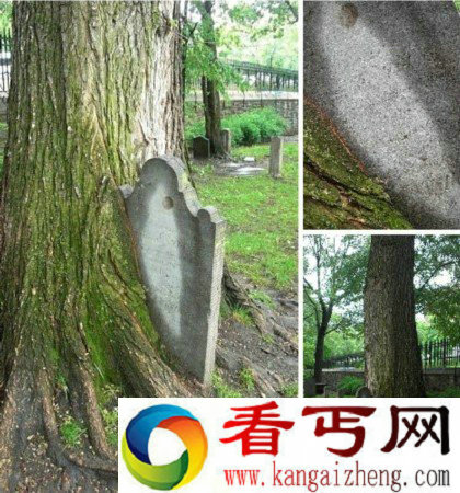 恐怖奇异的大树盘点 吞噬墓碑