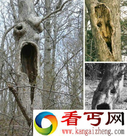 恐怖奇异的大树盘点 吞噬墓碑
