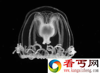 不死水母的“逆生长”秘诀