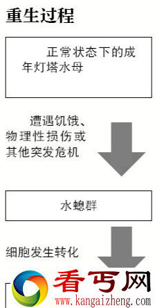 不死水母的“逆生长”秘诀