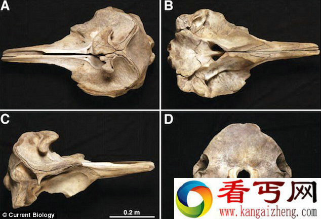 新西兰海岸现140年来发现罕见鲸鱼尸体