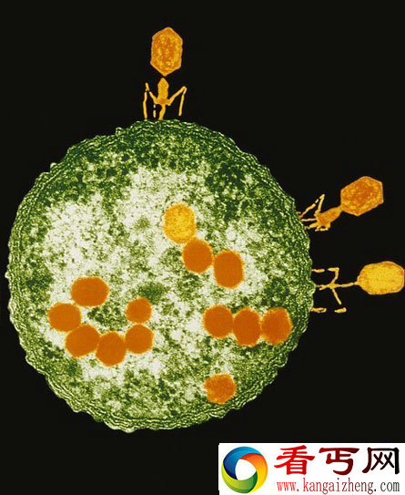 体内噬菌体攻击细菌犹如神秘外星生命登陆月球 