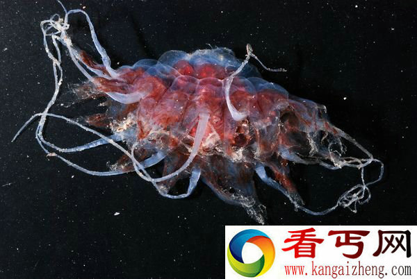 深海峡谷海洋生物“面目狰狞”的深海毛蟹