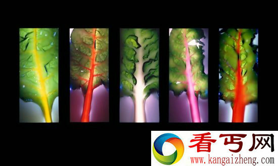 被8万伏高压电电植物是什么样子?