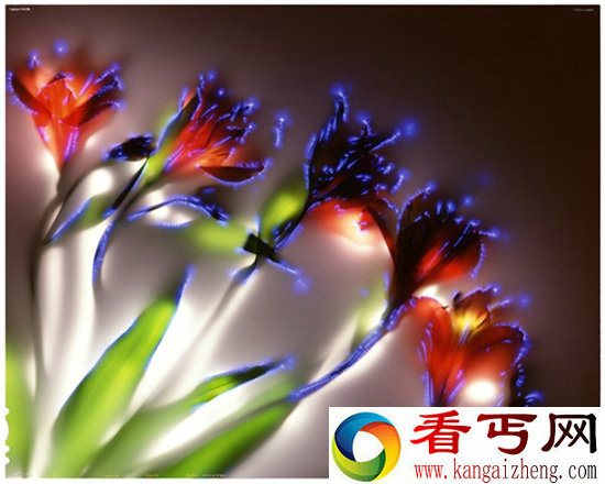 被8万伏高压电电植物是什么样子?