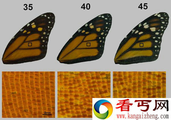 蝴蝶翅膀颜色越深飞行速度越快