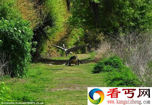 饥饿大蓝鹭叼走鳄鱼宝宝 遭母鳄暴跳追杀