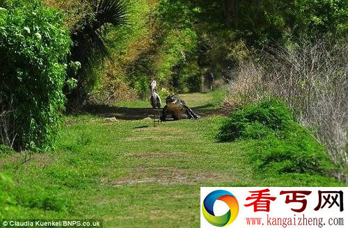 饥饿大蓝鹭叼走鳄鱼宝宝 遭母鳄暴跳追杀