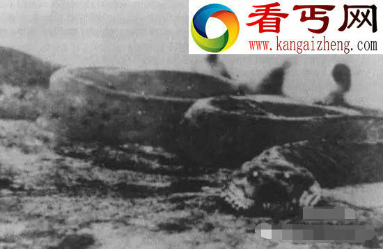 现实存在的恐怖蟒蛇精，嗜血吞人能渡劫飞升(图)