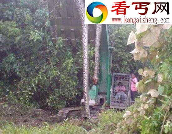 现实存在的恐怖蟒蛇精，嗜血吞人能渡劫飞升(图)