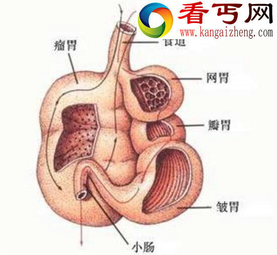 反刍动物，将食物吐出来再吃(有四个胃)