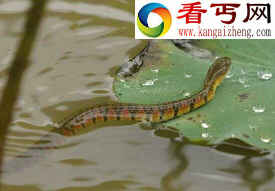泥蛇(中国水蛇),被下禁令的食用蛇类