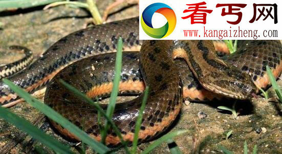 泥蛇(中国水蛇),被下禁令的食用蛇类