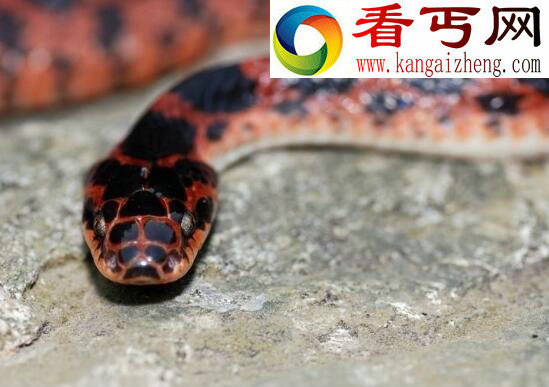 赤练蛇，饱受争议的有毒蛇种(图片)