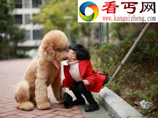 巨型贵宾犬，来自法国的贵妇犬(犬类智商排名第二)