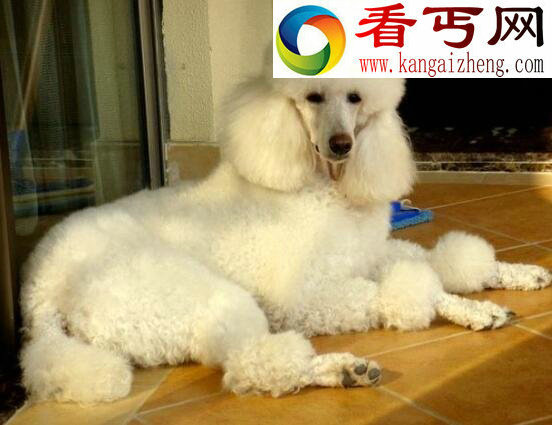 巨型贵宾犬，来自法国的贵妇犬(犬类智商排名第二)