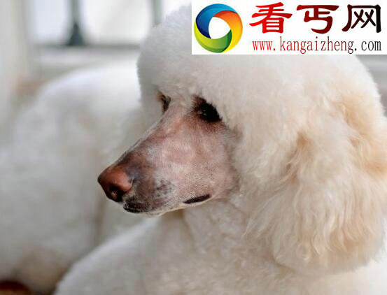 巨型贵宾犬，来自法国的贵妇犬(犬类智商排名第二)