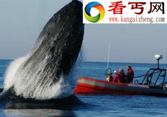 全球第二大鲸，长须鲸仅次于蓝鲸(26.8米/86.1吨)