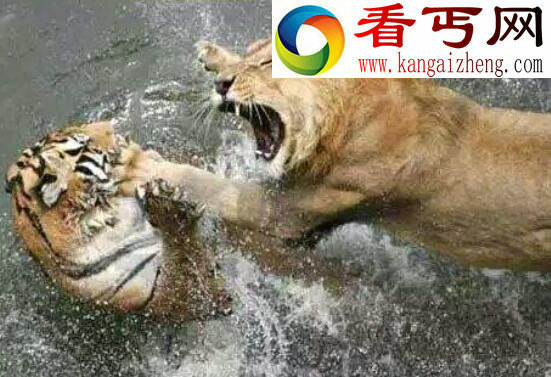 老虎和狮子谁厉害，老虎完爆狮子几条街