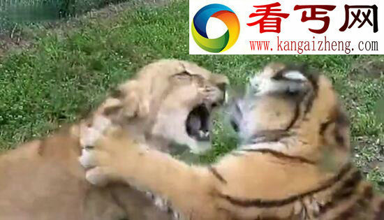 老虎和狮子谁厉害，老虎完爆狮子几条街