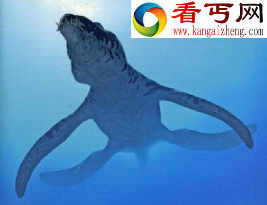 恐龙界的大乌龙，滑齿龙体长25米(实长6米)