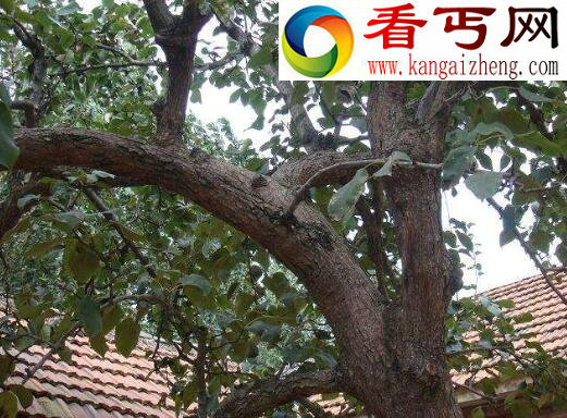 降龙木是什么，一种灌木丛生植物(世界珍贵野生资源)