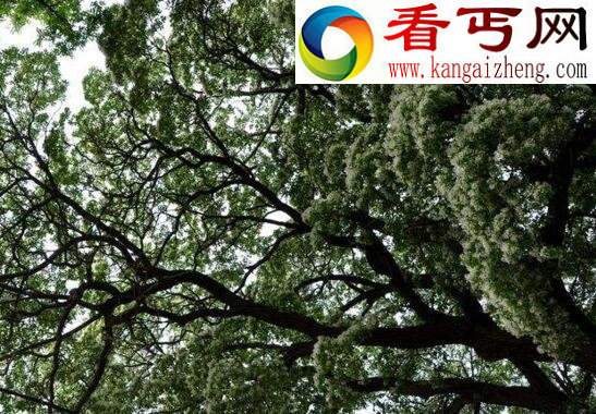 降龙木是什么，一种灌木丛生植物(世界珍贵野生资源)