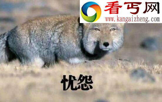 新晋面瘫表情帝，藏狐(来自方脸狐的精神污染)