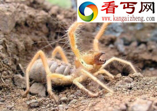 巨骆驼蜘蛛，传言能杀死骆驼的昆虫(非蛛非蝎)
