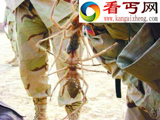 巨骆驼蜘蛛，传言能杀死骆驼的昆虫(非蛛非蝎)