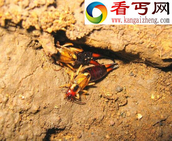 蠼螋(qú sōu)，能钻入大脑的杀人魔虫(谣言)