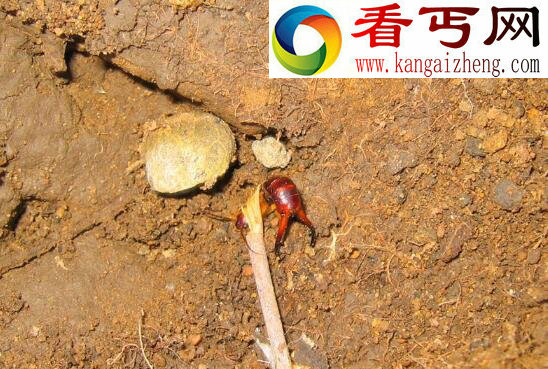 蠼螋(qú sōu)，能钻入大脑的杀人魔虫(谣言)