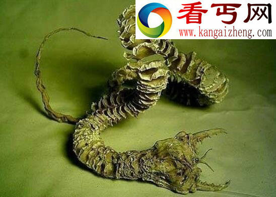 蒙古死亡蠕虫，会喷毒放电的死亡之虫